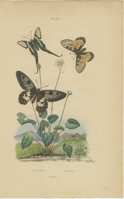 Pair of French Butterfly Engravings with Caterpillars by E. Guérin, 1835, view 2