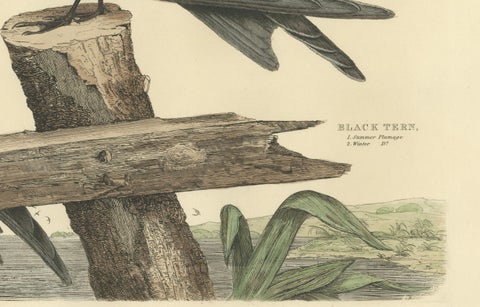 Large Engraving by Selby of The Black Tern in Seasonal Transformation, 1826, close-up 2