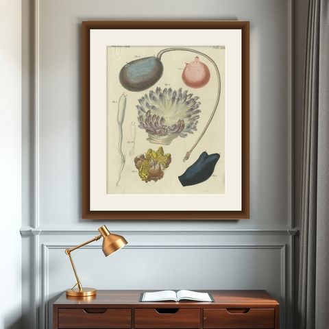 Antique Print of Various Molluscs Including the Boltenia Ovifera, shown framed on a wall