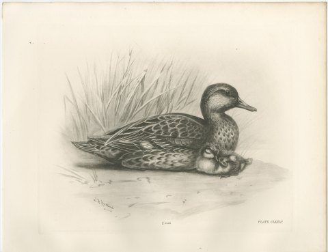 Female Teal with Two Downy Young, Plate CLXXVII after Lilian Medland, c. 1909, view 2