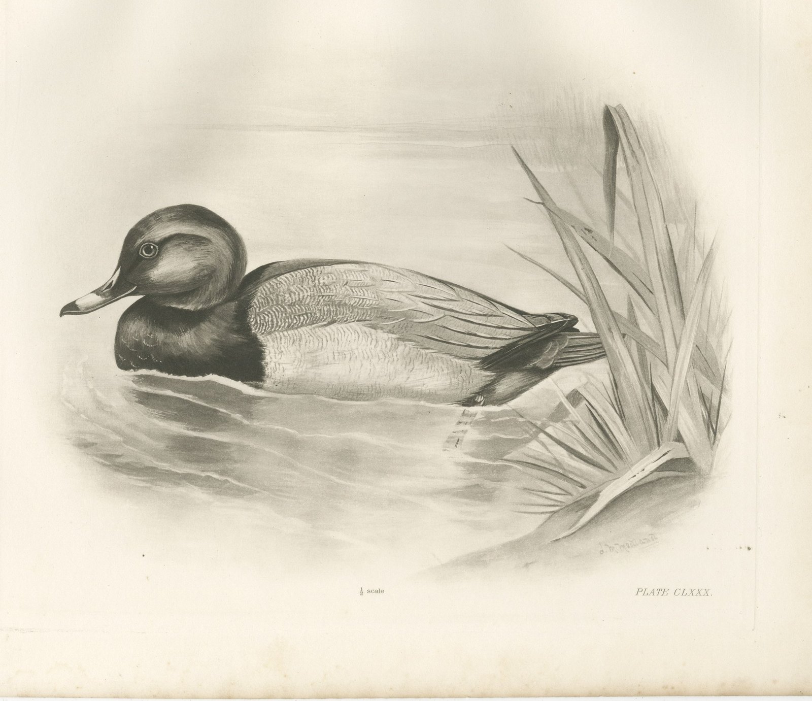 Pochard, Antique Bird Print after Lilian Medland, circa 1909