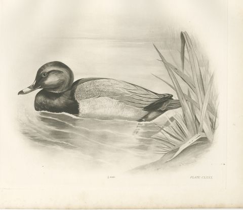 Pochard, Antique Bird Print after Lilian Medland, circa 1909