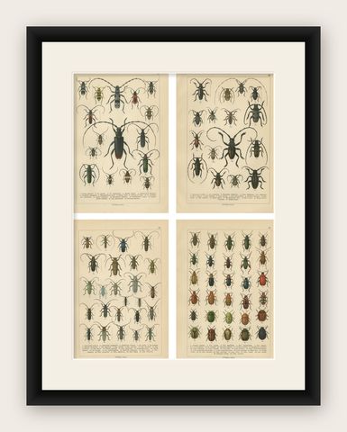 Antique Beetle Chromolithographs, European Species Plates, Calwer 1893, shown framed