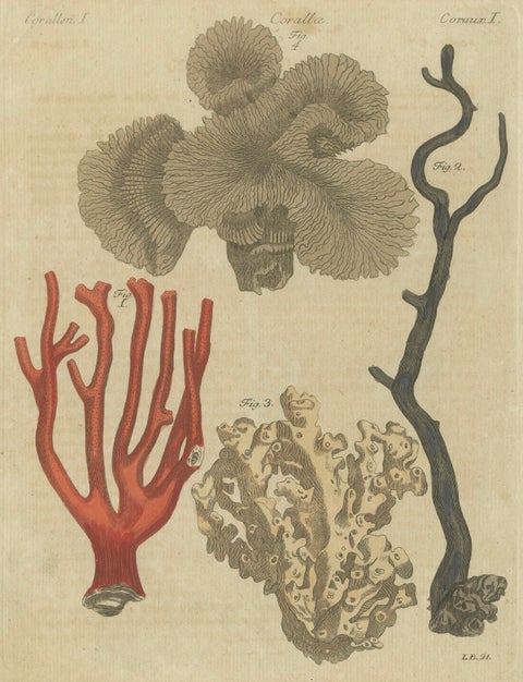 Original Antique Print of Four Corals by Bertuch, c. 1790, close-up 1