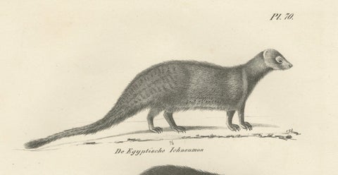 19th-Century Lithograph of Egyptian Mongoose, Dark Mongoose, and Ringtail Marten, close-up 6