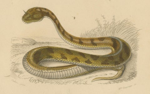 Snake Print of Rattlesnake and Horned Viper, c.1850, by Orbigny, close-up 2