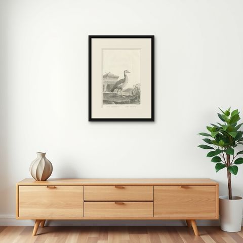 Engraving of Egyptian Goose by Nicolas Maréchal and S.C. Miger, 1808, shown framed on a wall