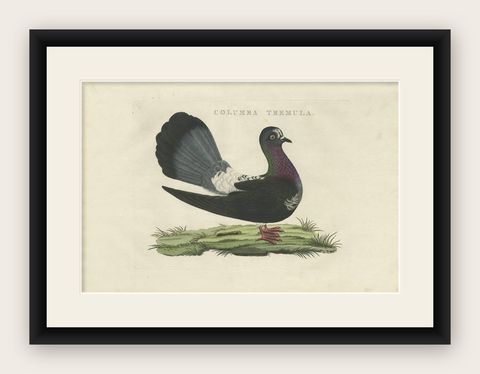 Antique Bird Print of the Fantail Pigeon by Sepp & Nozeman, 1829, shown framed