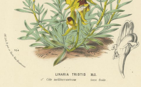 Toadflax 'Linaria Tristis' Botanical Illustration by Louis van Houtte, c.1850, close-up 2