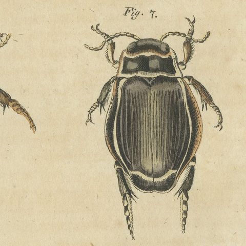 Diving Beetles and Water Beetles with Larva, Antique Bertuch Print, circa 1815, close-up 1