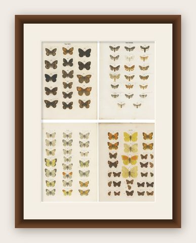 Set of 4 Antique Prints of Various Butterflies and Moths by Ramann, circa 1870, shown framed