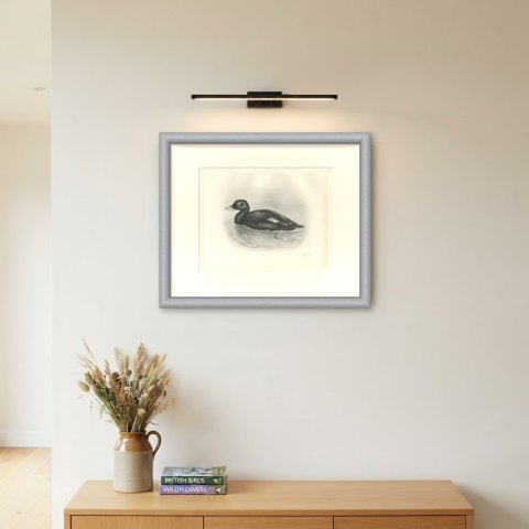 Velvet Scoter Drake Swimming, Plate CXC after Lilian Medland, c. 1909, shown framed on a wall