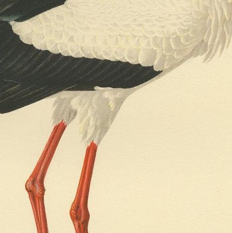 Original Antique Bird Print of the White Stork, '1929', close-up 2