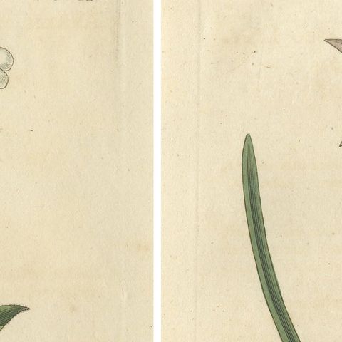 Set of 2 Antique Botany Prints, Alpine Wall-Cress, Atamasco Lily, close-up 1