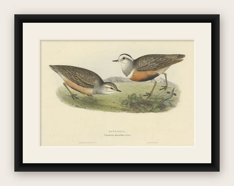 Old Bird Print Depicting the Dotterel Bird by Gould, 1832, shown framed