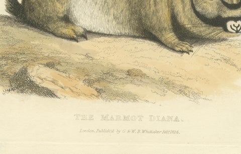 Original Antique Print of Marmot Diana, an unknown variety of a Groundhog, 1824, close-up 1