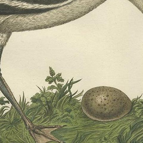 Recurvirostra Antique Print of Pied Avocet, Ornithological Study, 1770, close-up 1
