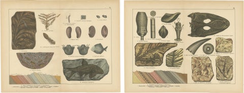 Decorative Vintage Fossil Prints, Triassic Plants, Reptiles, Fish, Geology 1880, view 4
