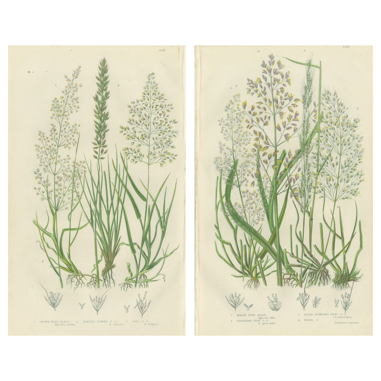 Moonwort and Adder’s Tongue Ferns Antique Botanical Prints, 1873