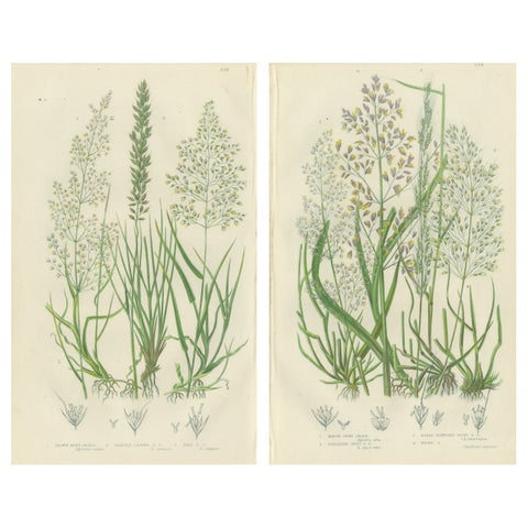 Moonwort and Adder’s Tongue Ferns Antique Botanical Prints, 1873