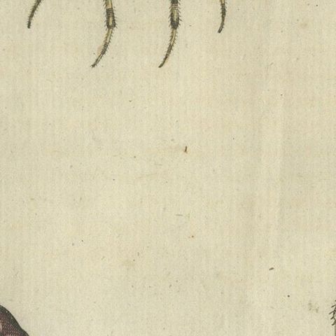 European Garden Spider Anatomy: Variations, Silk Spinnerets, and Mandibles, 1805, close-up 6