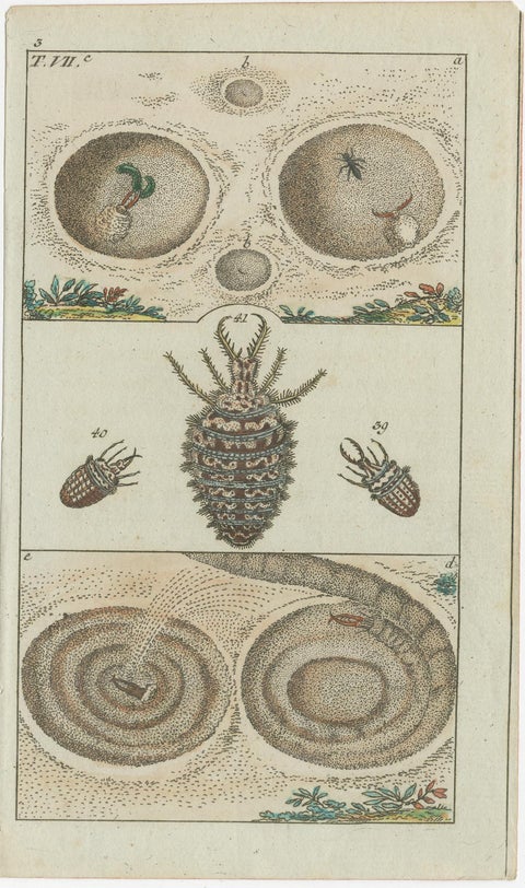 Small History Prints Showing Crustaceans, Marine Life and Detailed Insects, 1832, view 4