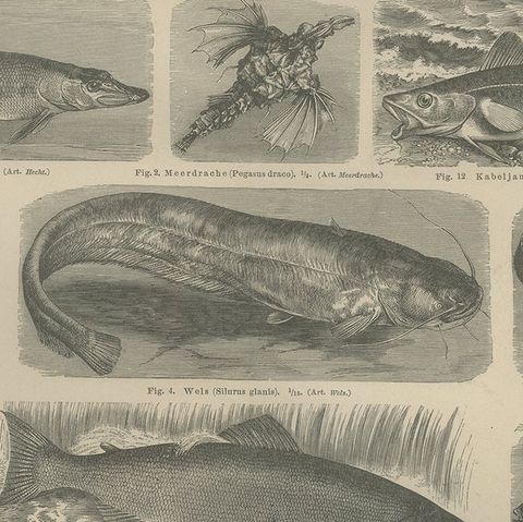 Antique Print of Cod and Other Fishes by Meyer 'c.1890', close-up 2