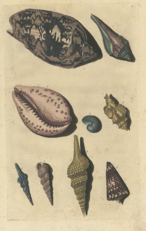 Colored Antique Print of various Sea Shells and Molluscs, view 3