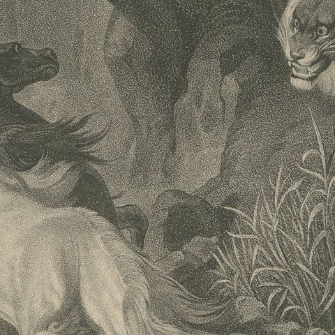 Original Antique Print of Lion Sneaking Up on Horses, close-up 2
