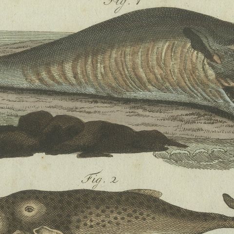 Original Antique Print of Sperm Whale and North Atlantic Whales, ca.1800, close-up 6