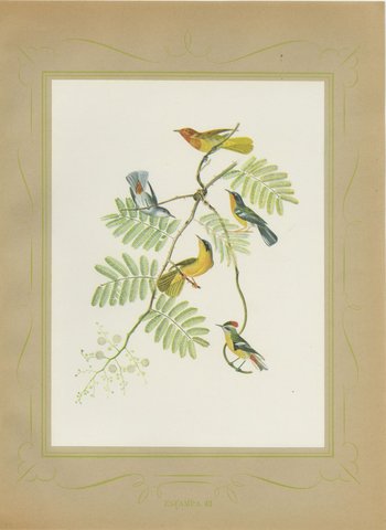 Warblers and Honeycreepers on Acacia, Brazilian Bird Print, Descourtilz, 1944, view 2