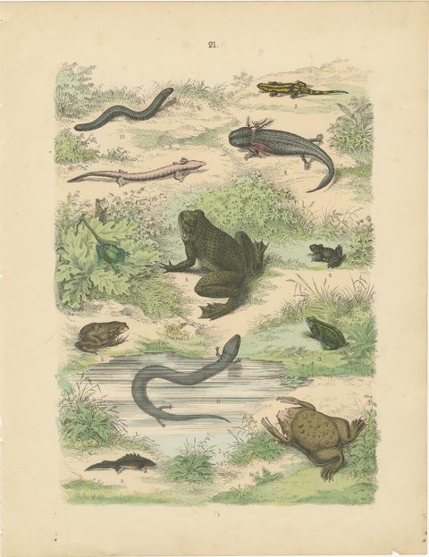 Amphibians Print: Frogs, Salamanders, Axolotl & Caecilian, Antique 1867, view 2