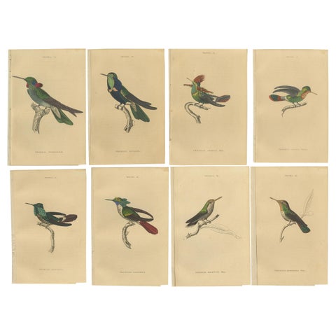 Set of 8 Antique Bird Prints, Violet-Tufted Hummingbird, by Jardine '1837'