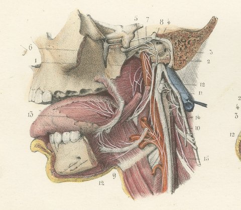 Nerves of the Pharynx and Floor of the Mouth, Hirschfeld Anatomy Print, 1866, view 5