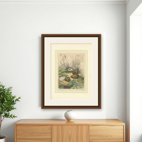 Wigeon Eggs in Nature: An 1863 Study of Avian Reproduction - Lithograph, shown framed on a wall