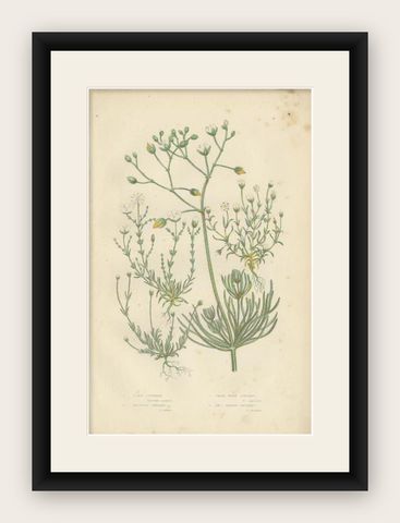 Antique Botany Print of Corn Spurrey, c.1860, shown framed