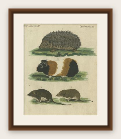 Hand Colored Antique Print of a Hedgehog, Guinea Pig and Two Mice, shown framed