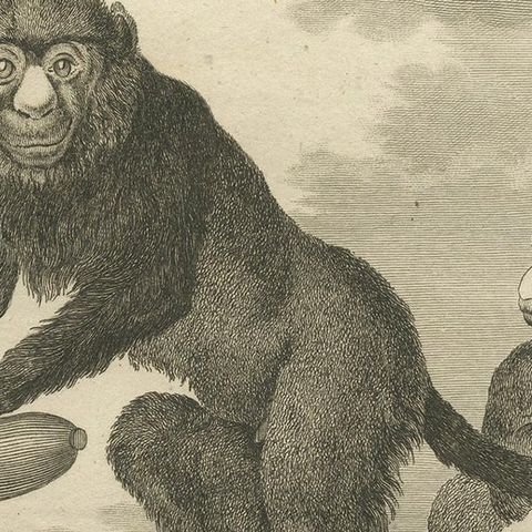 Antique Print of the Lesser Spot-Nosed Monkey by Buffon '1755', close-up 2