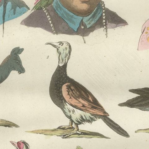 China Figures, Fauna & Flora, Hand-Colored Antique Print, Ferrario, Italy 1815, close-up 1