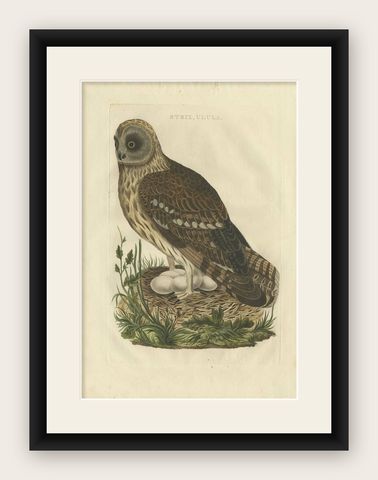 Strix Ulula, Hand-Coloured Engraving of Short-Eared Owl with Eggs, 1770–1829, shown framed