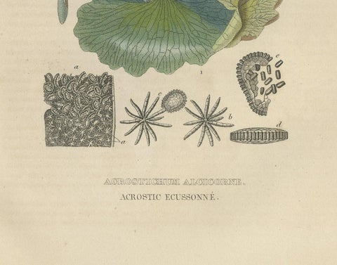 The Golden Leather Fern - An Antique Masterpiece of Botanical Illustration, 1845, close-up 2