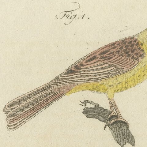 Yellowhammer, Ortolan and Buntings, Antique Bertuch Print, Vienna, circa 1805, close-up 5