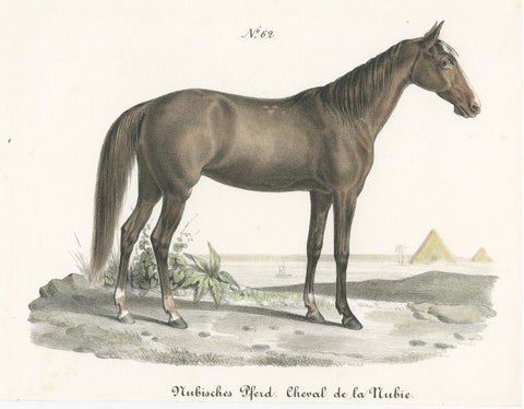 Antique Horse Print of a Nubian Horse, view 3
