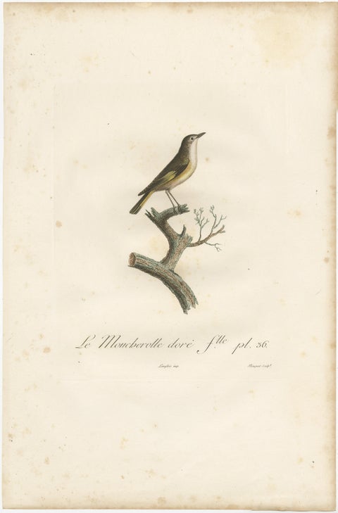 The White Golden Flycatcher - 'Le Moucherolle doré' Antique Ornithological Print, view 2