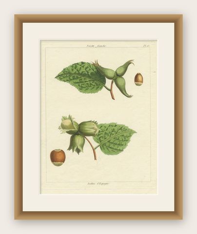 Botanical Print: Common & Spanish Hazelnut, Le Jardin Fruitier, 1821, shown framed