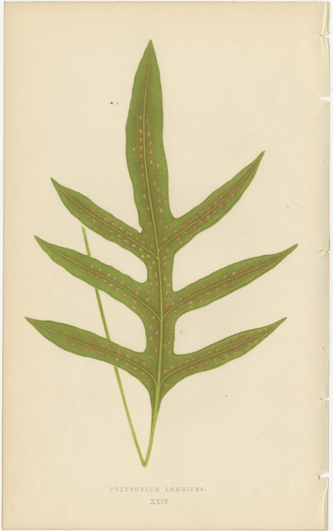 Antique Victorian Fern Botanical Prints, Polypodium Decorative Study Set 1856, view 2