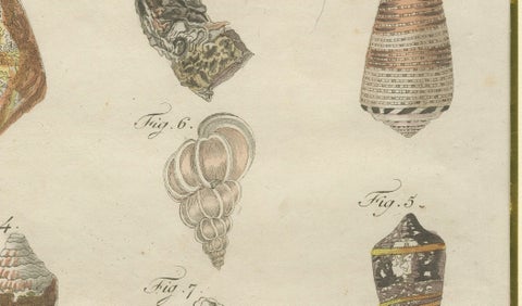 Antique Exotic Seashells & Cone Shells Engraving, Bertuch, c.1800, close-up 4