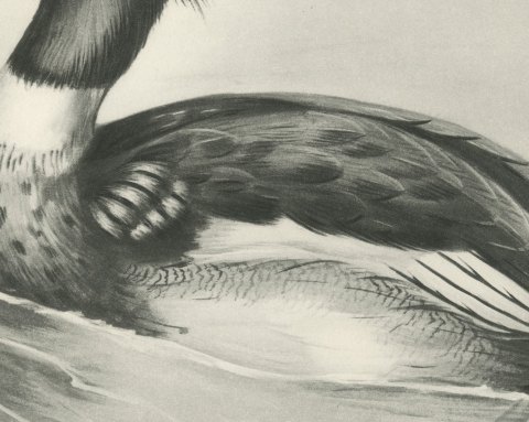 Red-breasted Merganser Drake, Plate CXCII after Lilian Medland, c. 1909, close-up 2