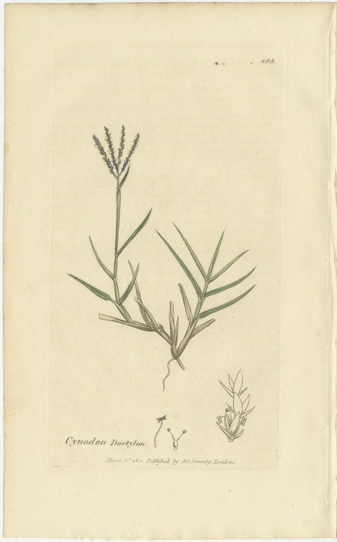 Set of 9 Antique Botanical Engravings of Grasses & Wildflowers, c.1830, view 5