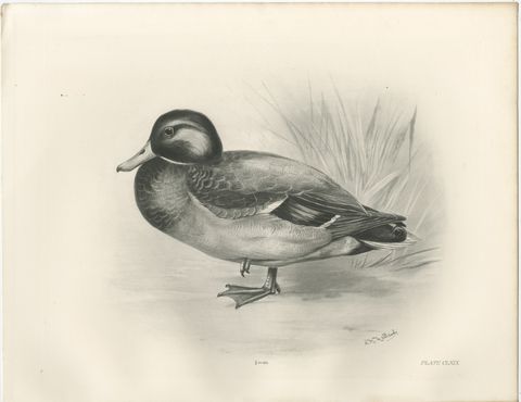 Dabbling Duck, Antique Bird Print after Lilian Medland, circa 1909, view 2